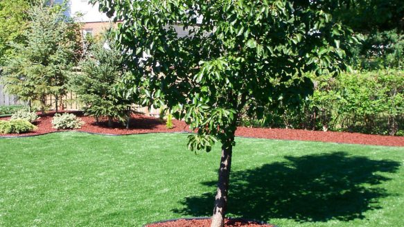 A tree was planted where the widow buried her husband's ashes.
